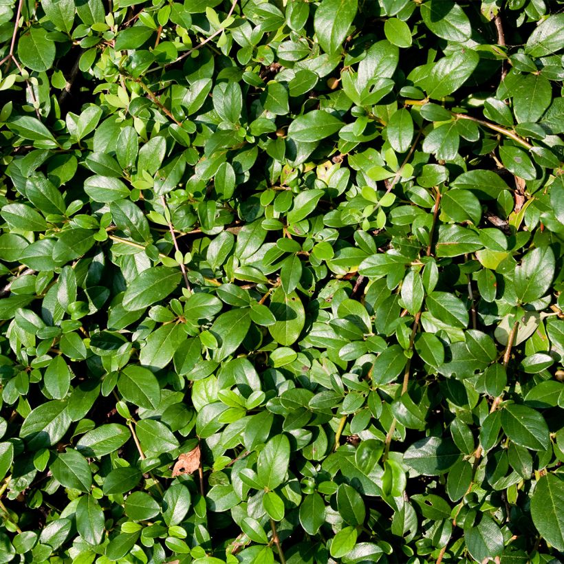 Cotonastro rasteiro Royal Carpet - Cotoneaster dammeri (Folhagem)