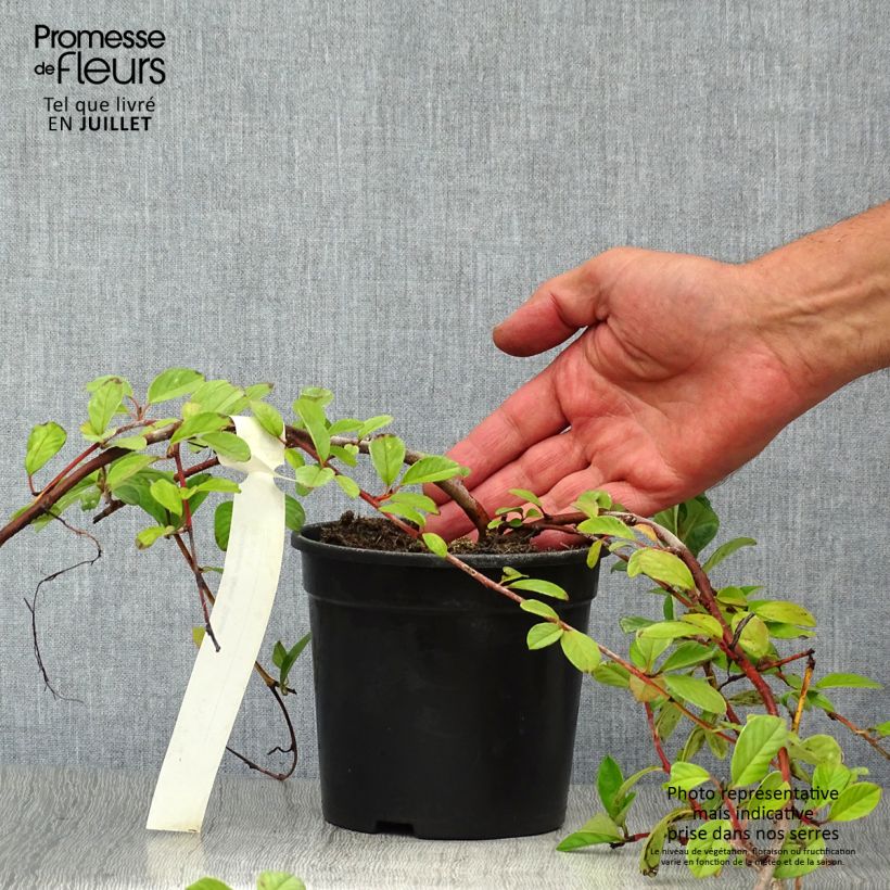 Amostra de Cotonastro rasteiro Schoon - Cotoneaster dammeri Vaso de 1 L/1,5 L tal como entregue no verão