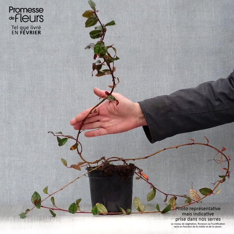 Amostra de Cotoneaster dammeri Schoon Vaso de 1 L/1,5 L tal como entregue no inverno