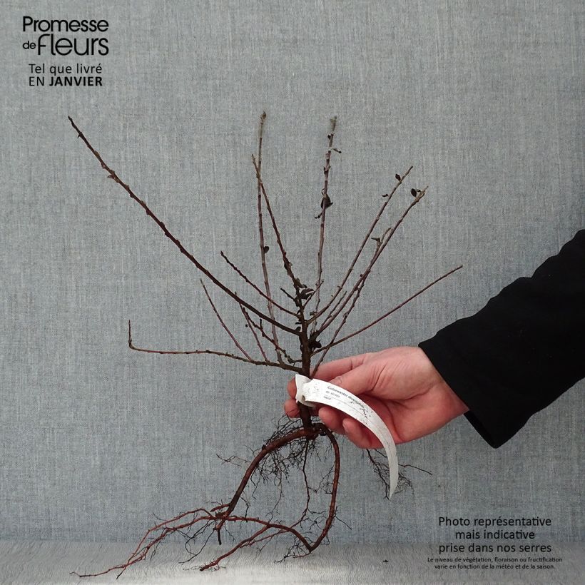 Amostra de Cotoneaster divaricatus - Cotonéaster divariqué Raízes nuas tal como entregue no inverno