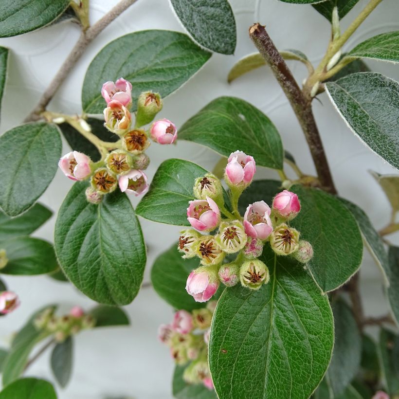 Cotoneastro-de-Franchet - Cotoneaster franchetii (Floração)