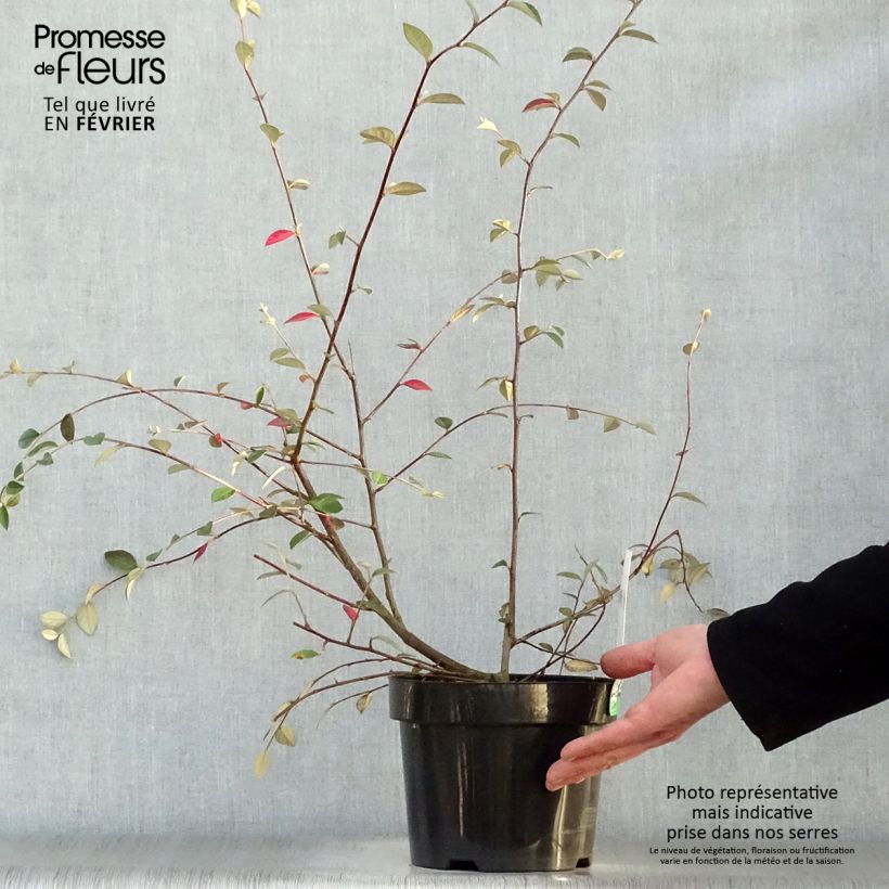 Amostra de Cotoneastro-de-Franchet - Cotoneaster franchetii Vaso de 2 L/3 L tal como entregue no inverno