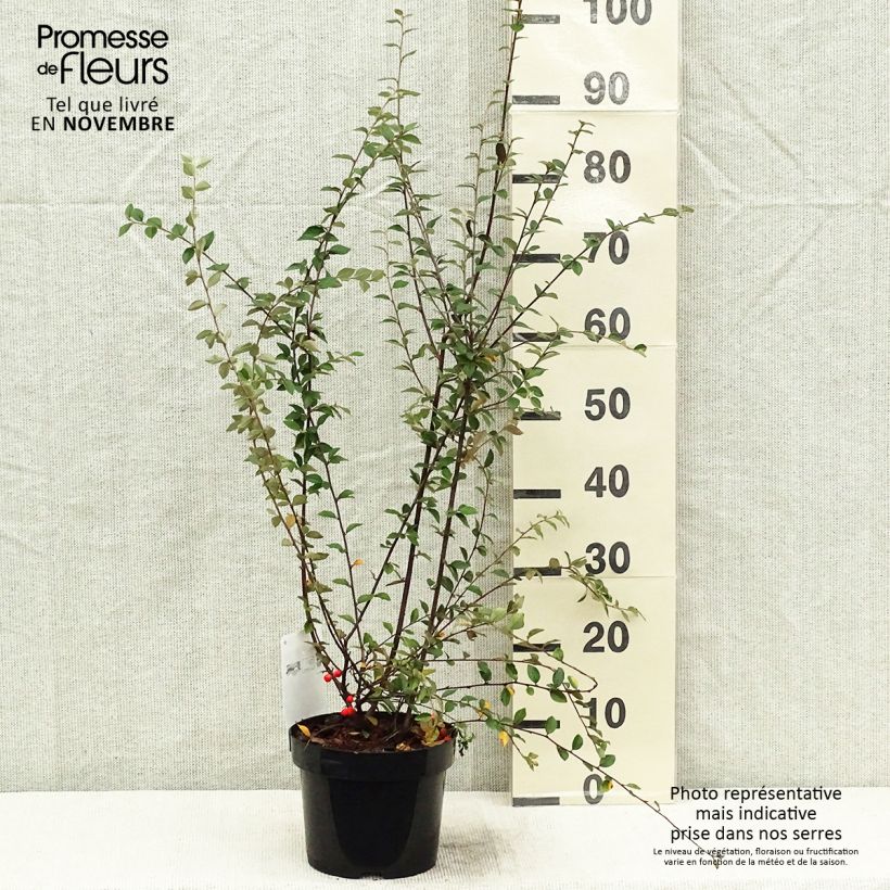Amostra de Cotoneastro-de-Franchet - Cotoneaster franchetii Vaso de 2 L/3 L tal como entregue no outono
