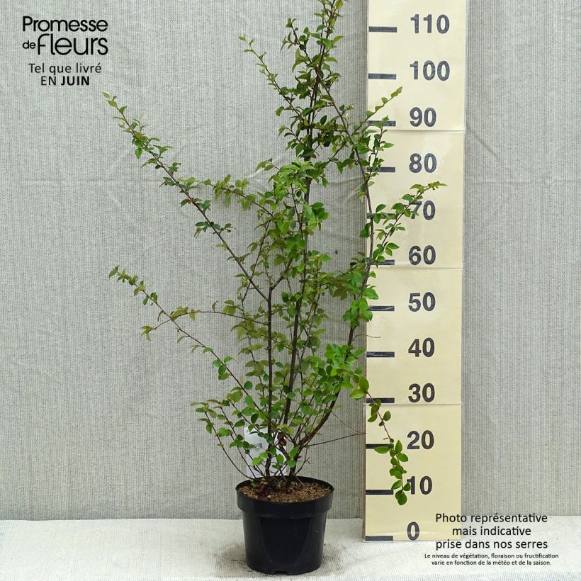 Amostra de Cotoneastro-de-Franchet - Cotoneaster franchetii Vaso de 2 L/3 L tal como entregue na primavera