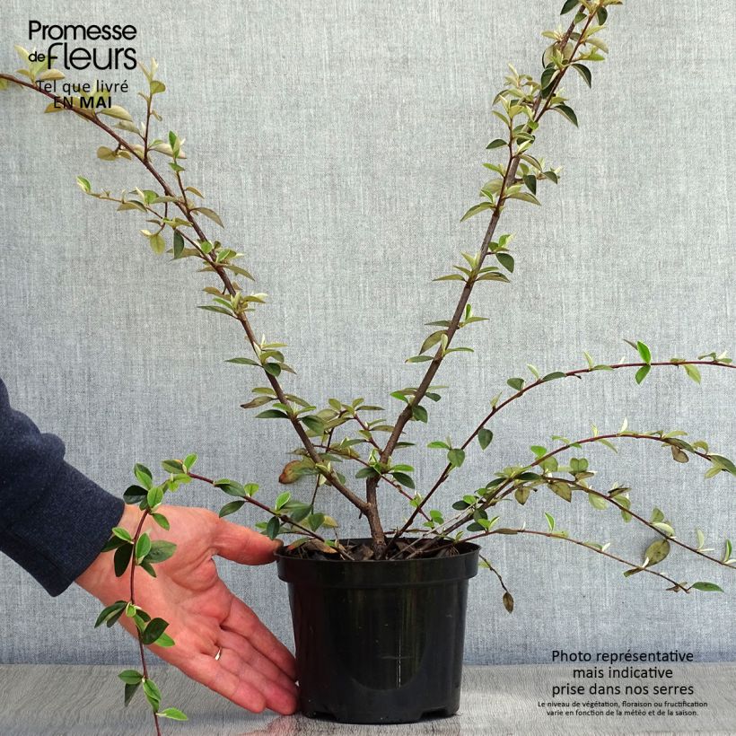 Amostra de Cotoneastro-de-Franchet - Cotoneaster franchetii Vaso de 7,5 L/10 L tal como entregue na primavera