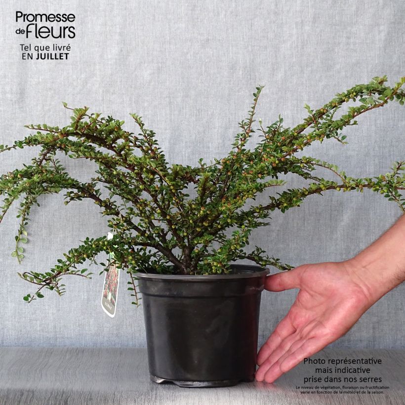 Amostra de Cotoneáster horizontalis - Cotonastro-horizontal Vaso de 2 L/3 L tal como entregue no verão