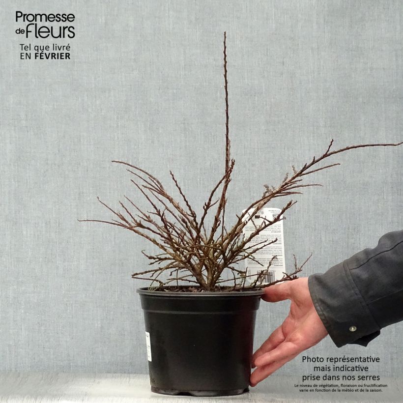 Amostra de Cotoneaster horizontalis - Cotonéaster rampant Vaso de 2 L/3 L tal como entregue no inverno