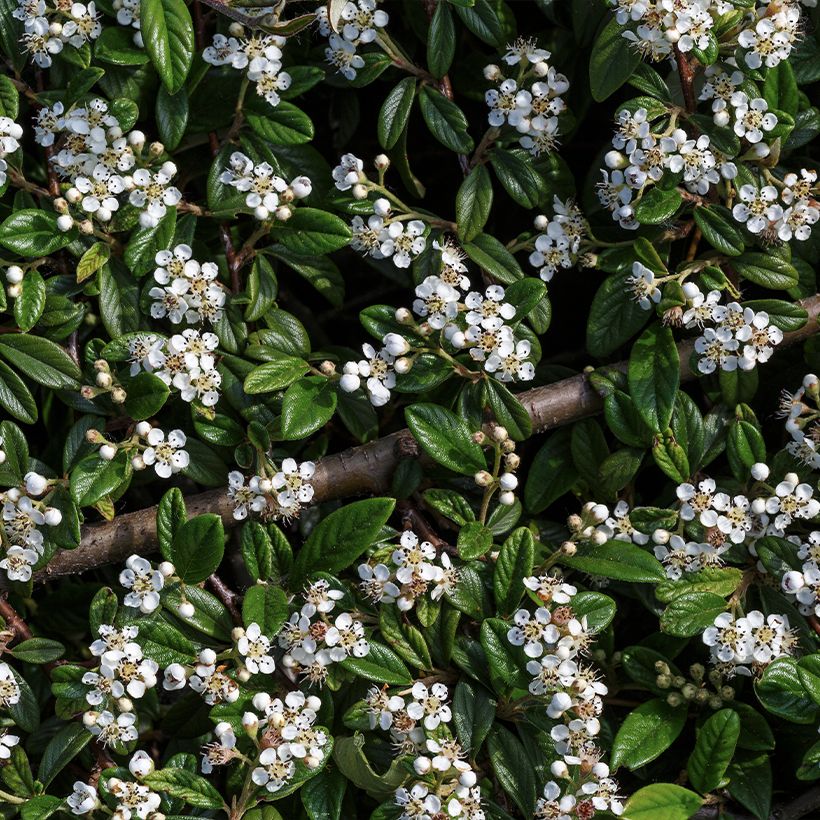 Cotoneáster horizontalis - Cotonastro-horizontal (Floração)