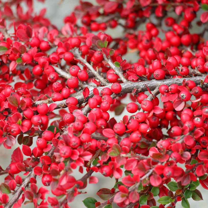 Cotoneáster horizontalis - Cotonastro-horizontal (Colheita)