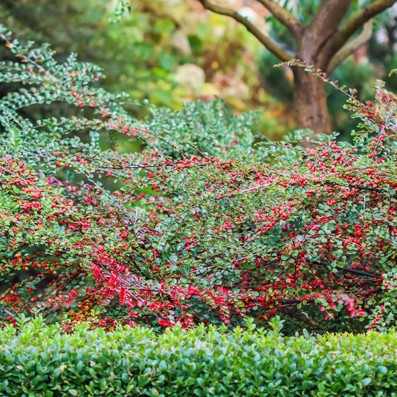 Cotoneáster horizontalis - Cotonastro-horizontal (Hábito)