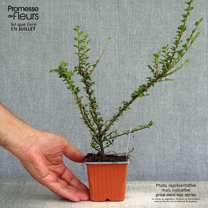 Amostra de Cotoneáster horizontalis - Cotonastro-horizontal Vaso de 8/9 cm tal como entregue no verão