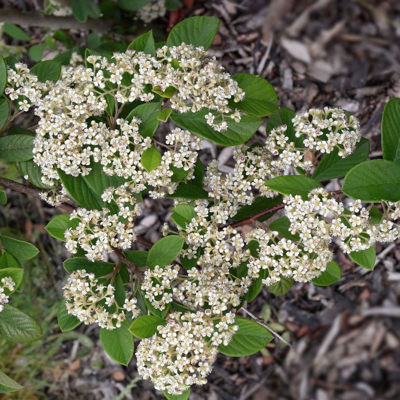 Cotoneáster lacteus - Cotonéaster leitoso (Floração)
