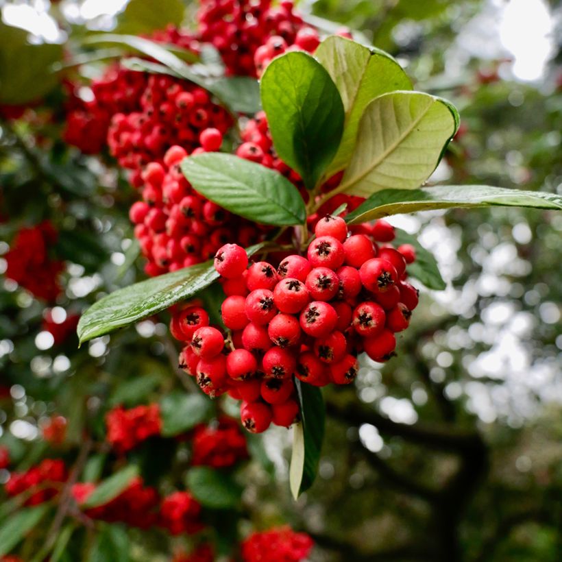 Cotoneáster lacteus - Cotonéaster leitoso (Colheita)
