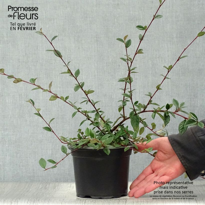 Amostra de Cotoneáster lacteus - Cotonéaster leitoso Vaso de 2 L/3 L tal como entregue no inverno