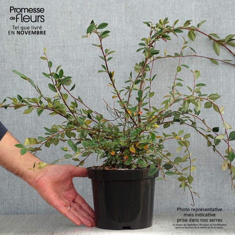 Amostra de Cotoneáster lacteus - Cotonéaster leitoso Vaso de 2 L/3 L tal como entregue no outono