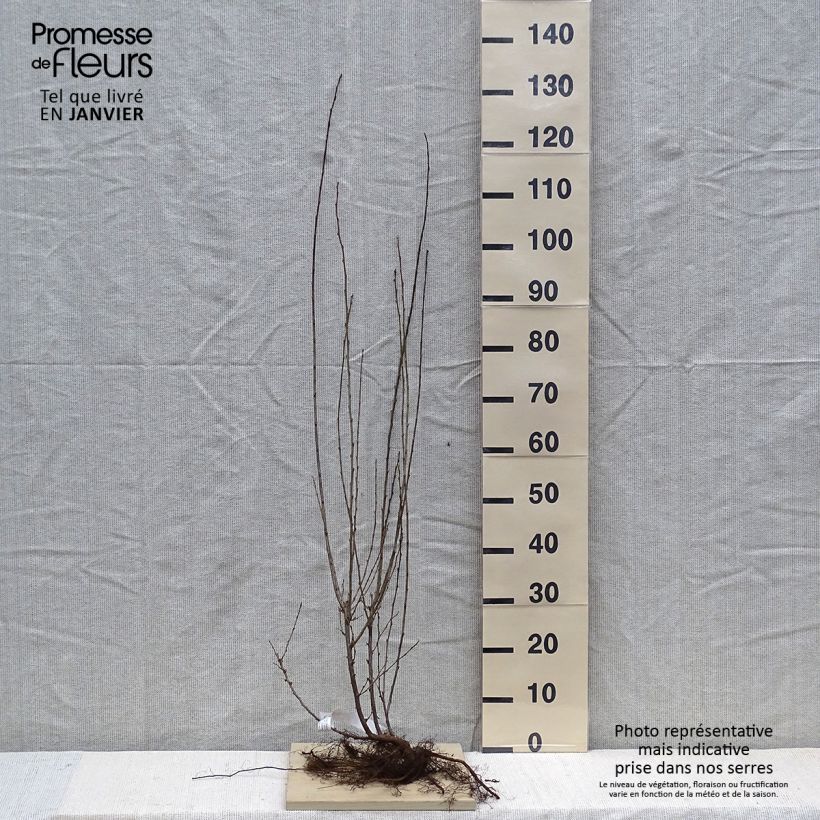 Amostra de Cotoneaster lucidus  Raízes nuas tal como entregue no inverno