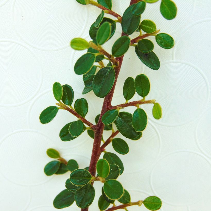 Cotoneaster microphyllus - Cotonéaster-de-folhas-pequenas (Folhagem)