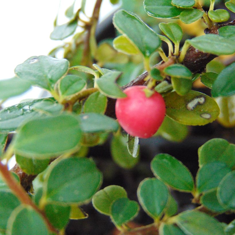 Cotoneaster microphyllus - Cotonéaster-de-folhas-pequenas (Colheita)