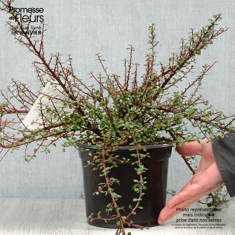 Amostra de Cotoneaster microphyllus - Cotonéaster à petites feuilles Vaso de 2 L/3 L tal como entregue no inverno