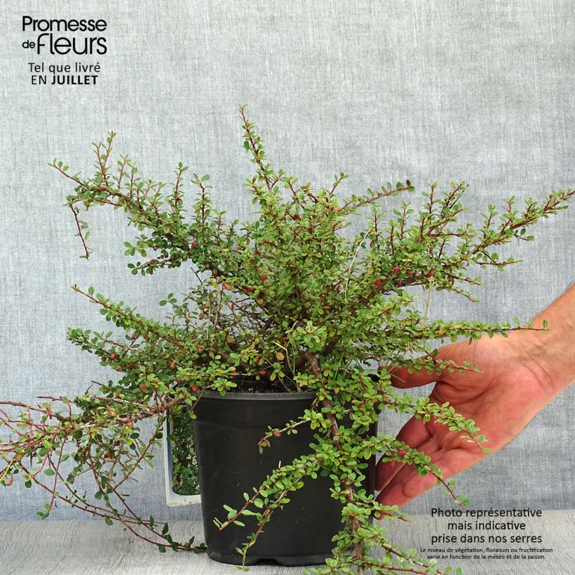 Amostra de Cotoneaster microphyllus - Cotonéaster-de-folhas-pequenas Vaso de 2 L/3 L tal como entregue no verão