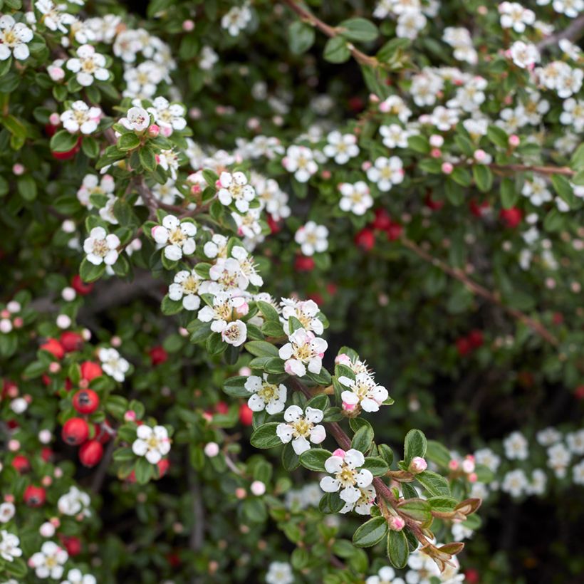 Cotoneaster microphyllus - Cotonéaster-de-folhas-pequenas (Floração)