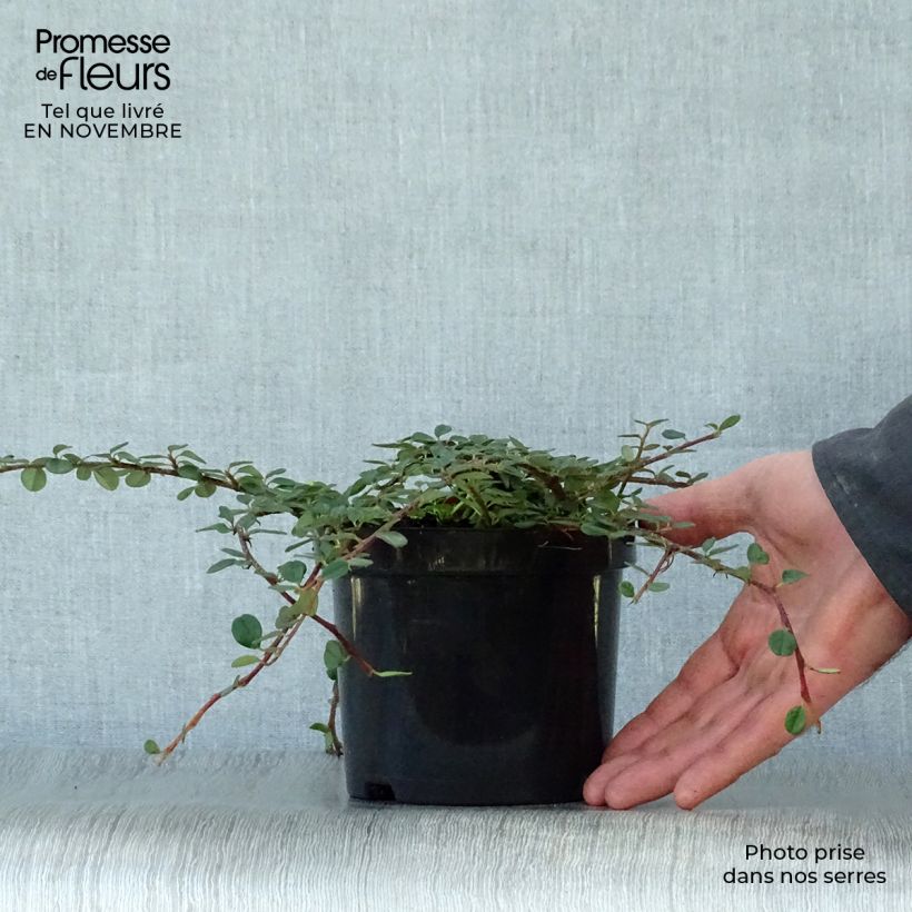 Amostra de Cotoneáster procumbens Queen of Carpets Vaso de 1 L/1,5 L tal como entregue no outono