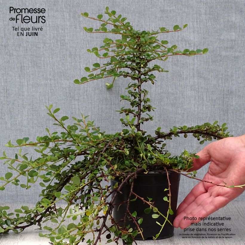 Amostra de Cotoneáster procumbens Queen of Carpets Vaso de 1 L/1,5 L tal como entregue no verão