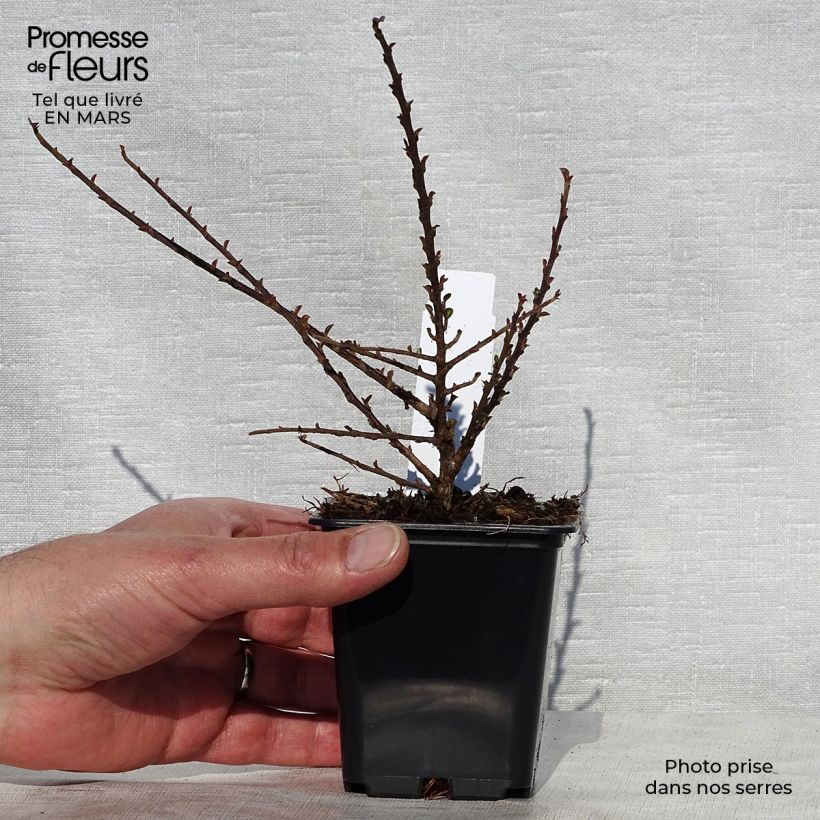 Amostra de Cotoneáster procumbens Queen of Carpets Vaso de 8/9 cm tal como entregue na primavera