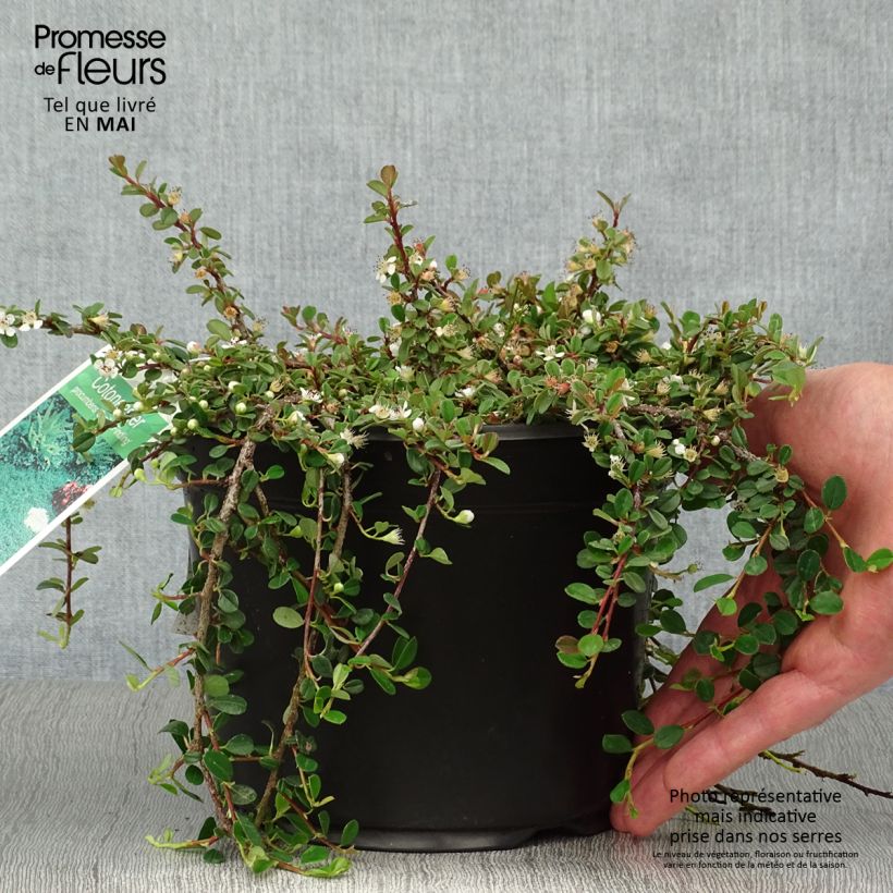 Amostra de Cotoneaster procumbens Streibs Findling - Cotoneáster-rasteiro Vaso de 1,5 L/2 L tal como entregue na primavera