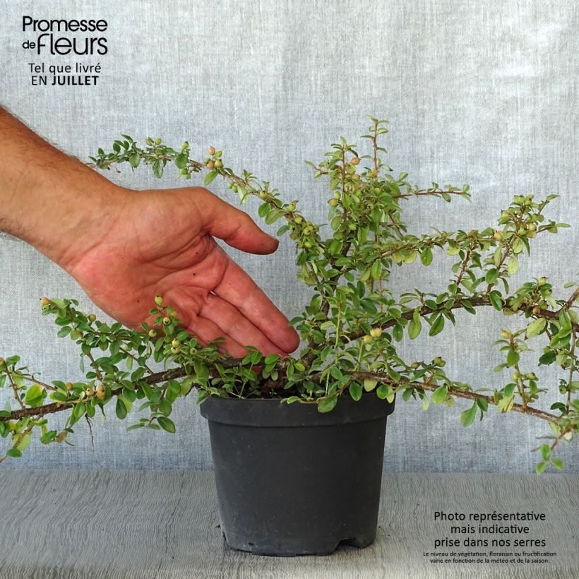 Amostra de Cotonastro rasteiro Coral Beauty - Cotoneaster suecicus Vaso de 1 L/1,5 L tal como entregue no verão