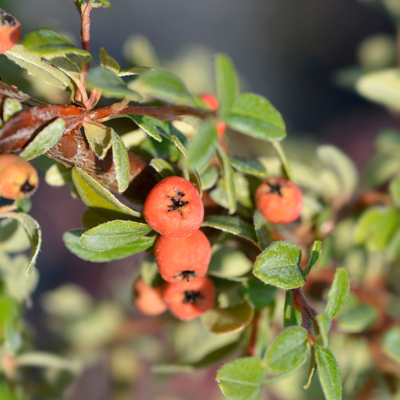 Cotonastro rasteiro Coral Beauty - Cotoneaster suecicus (Colheita)