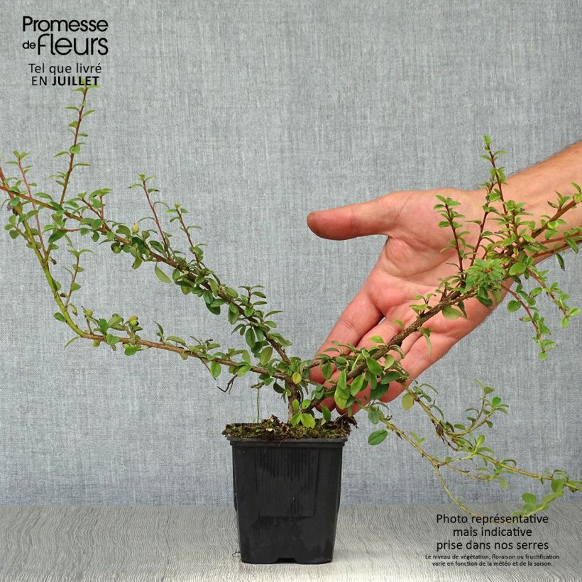 Amostra de Cotonastro rasteiro Coral Beauty - Cotoneaster suecicus Vaso de 8/9 cm tal como entregue no verão