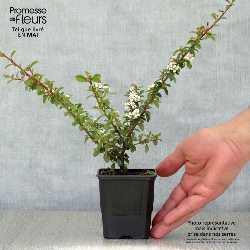Amostra de Cotonastro rasteiro Coral Beauty - Cotoneaster suecicus Vaso de 8/9 cm tal como entregue na primavera