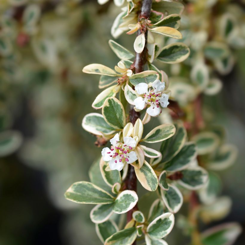 Cotonastro rasteiro Juliette - Cotoneaster suecicus (Floração)