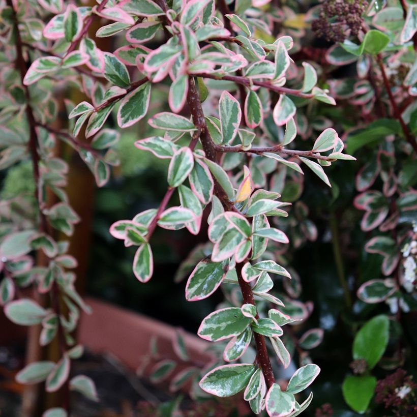 Cotonastro rasteiro Juliette - Cotoneaster suecicus (Folhagem)