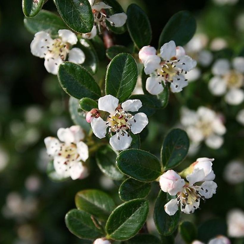 Cotonastro rasteiro Mooncreeper - Cotoneaster dammeri (Floração)