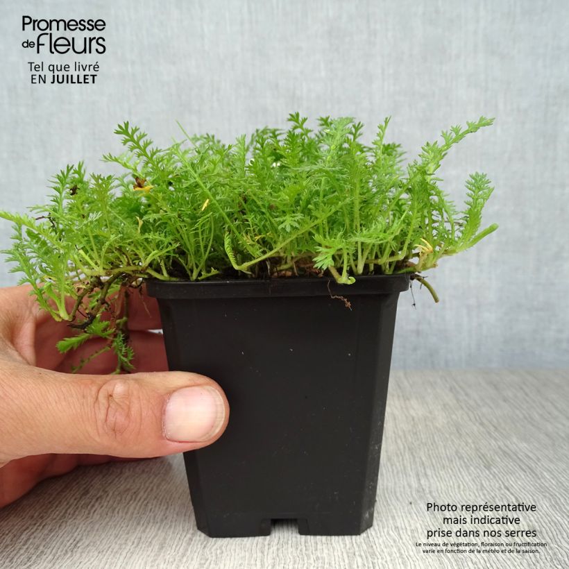 Amostra de Leptinella squalida Vaso de 8/9 cm tal como entregue no verão