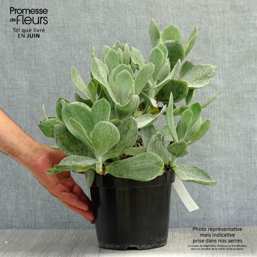 Amostra de Cotyledon orbiculata Gray Vaso de 3 L/4 L tal como entregue no verão
