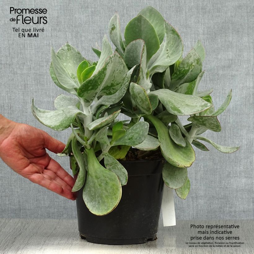 Amostra de Cotyledon orbiculata Gray Vaso de 3 L/4 L tal como entregue na primavera