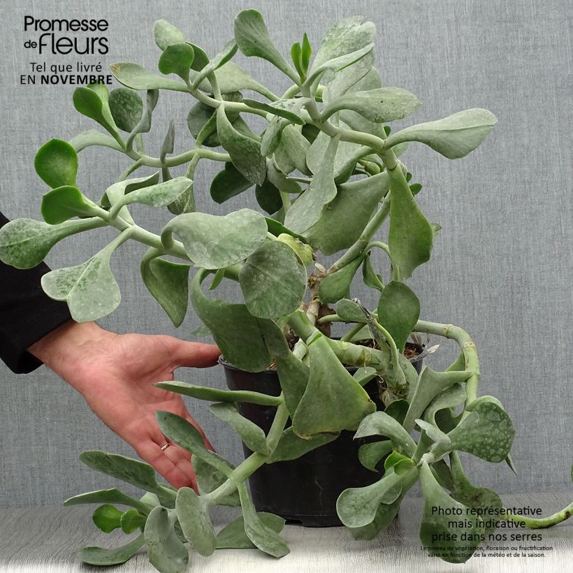 Amostra de Cotyledon orbiculata Gray Vaso de 3 L/4 L tal como entregue no outono