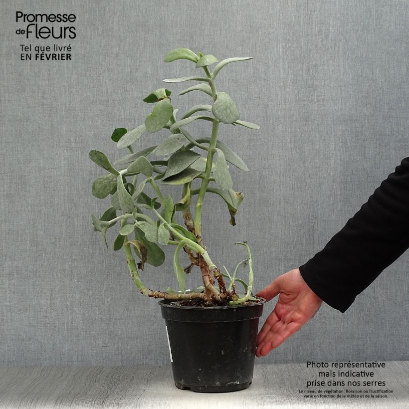 Amostra de Cotyledon orbiculata Gray - Plante grasse Pot de 3L/4L tal como entregue no inverno