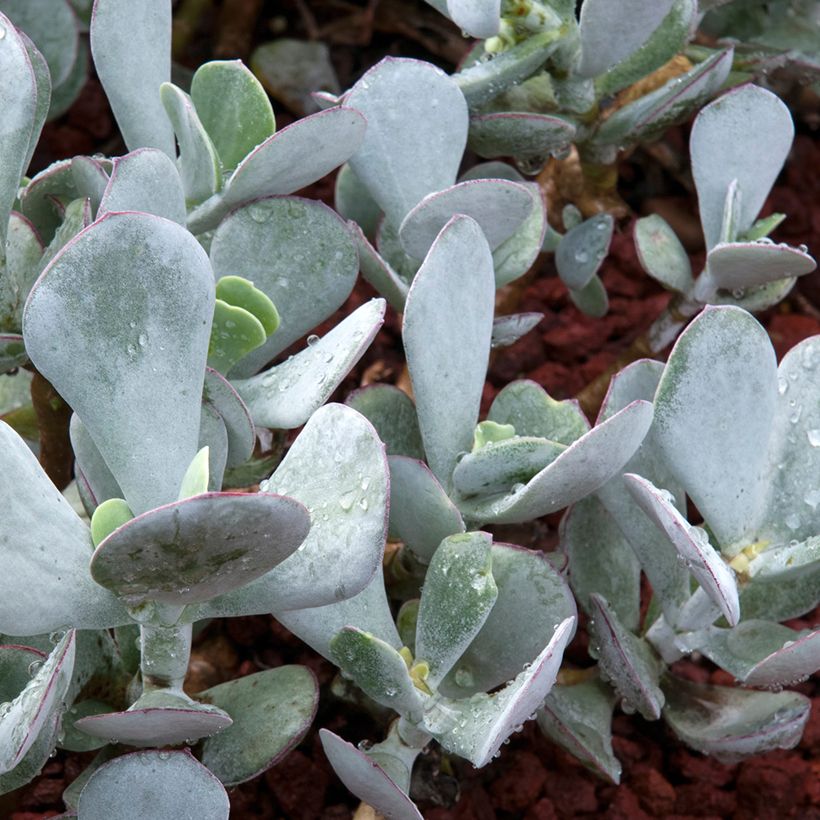 Cotyledon orbiculata Gray (Folhagem)