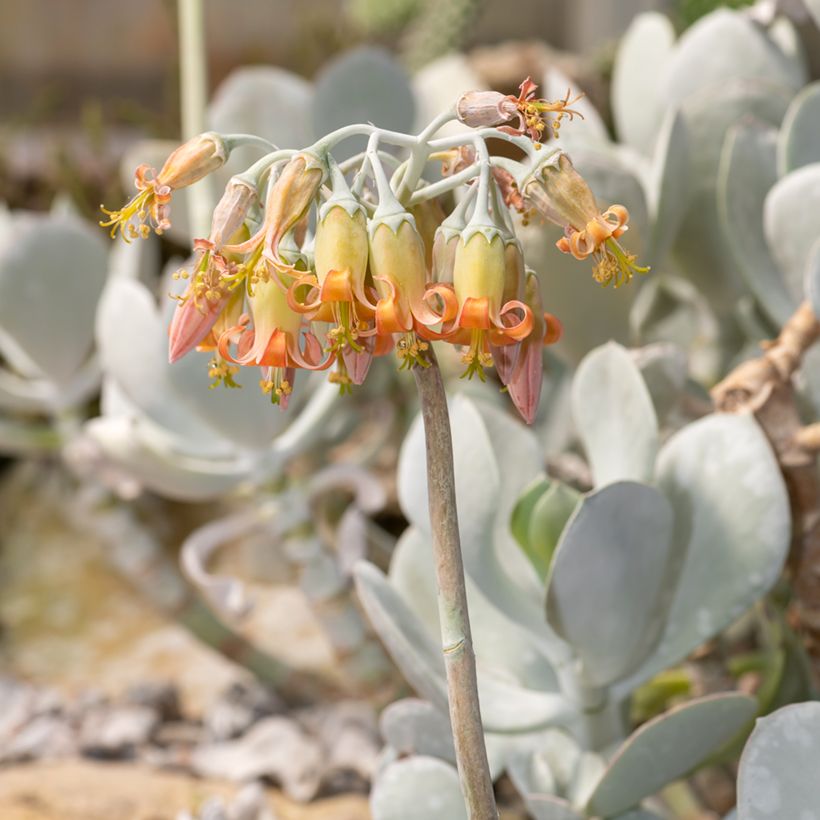 Cotyledon orbiculata Gray (Floração)