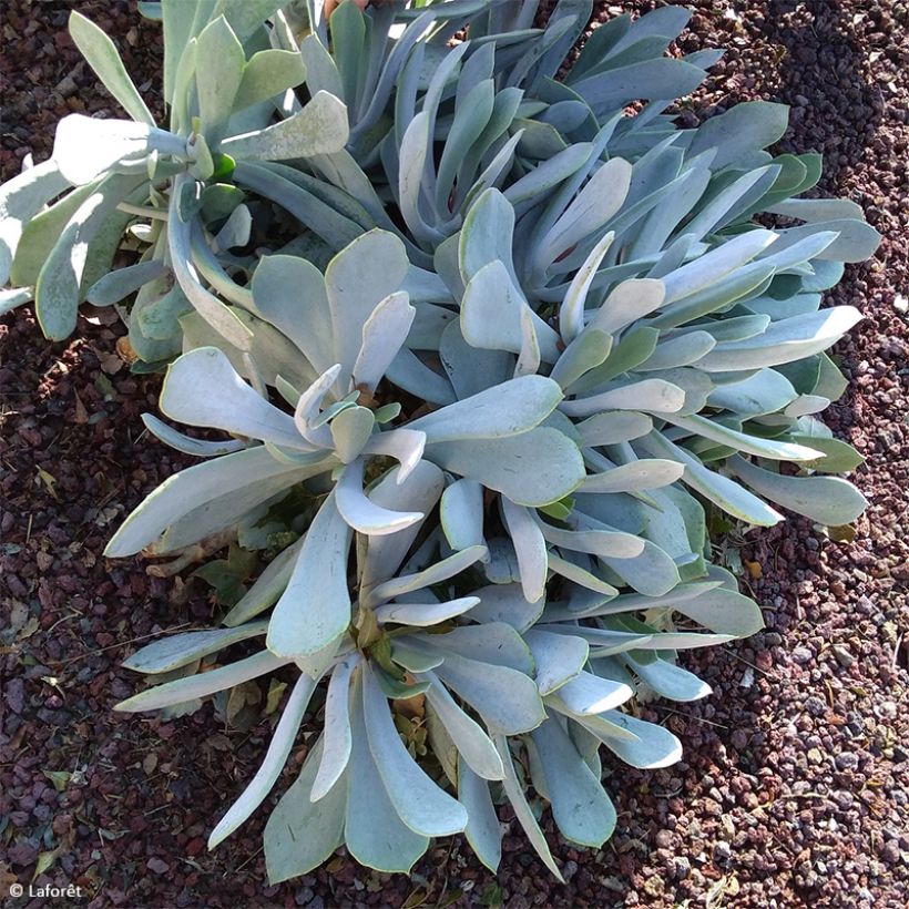 Cotyledon orbiculata Gray (Hábito)