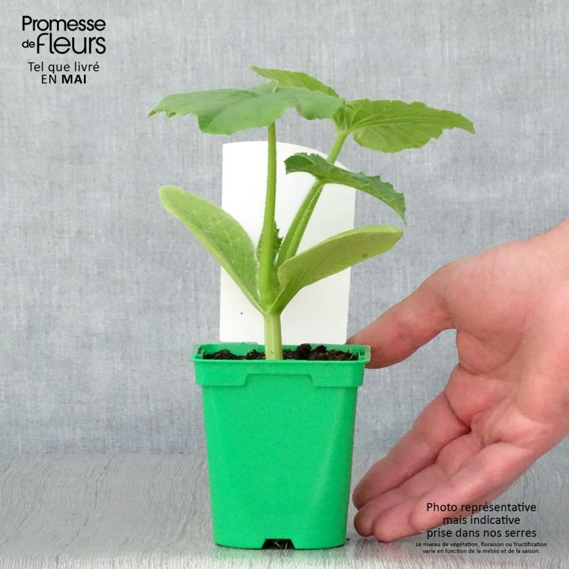 Amostra de Courge Betty Blue F1 Vaso de 10 cm/11 cm tal como entregue na primavera