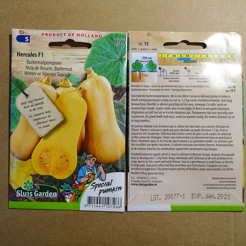 Exemplo de amostra de Courge Butternut Hercules F1 per pack of 15 seeds (5g) tal como entregue