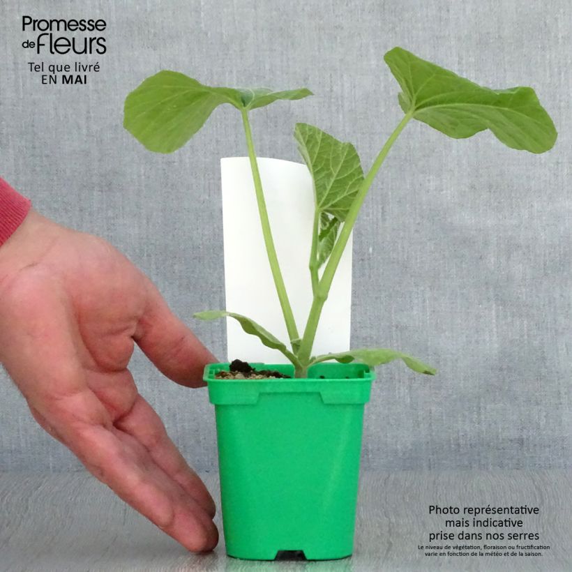 Amostra de Courge Butternut Sibelle F1 en plants Pot de 10 cm/11cm tal como entregue na primavera