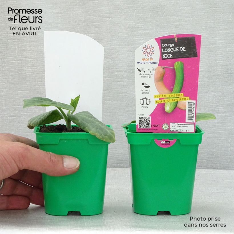 Amostra de Courge Longue de Nice en plants Pot de 10 cm/11cm tal como entregue na primavera