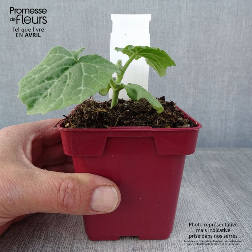 Amostra de Courge Musquée d'hiver de Provence - Cucurbita moschata Pot de 10 cm/11cm tal como entregue na primavera