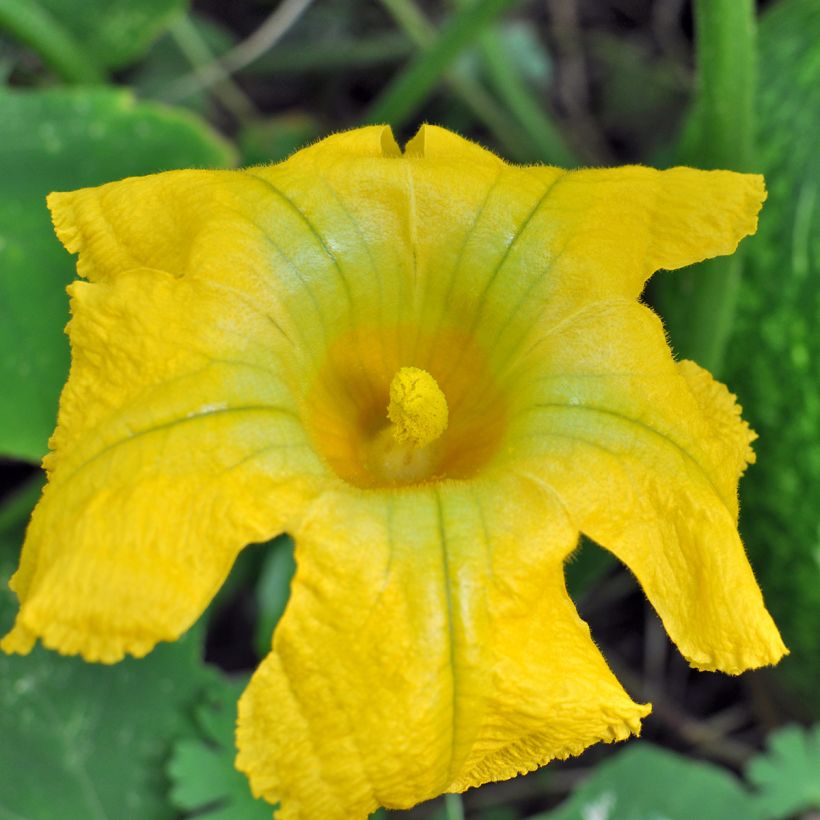 Abóbora-gila Siam - Ferme de Sainte Marthe Bio (Floração)
